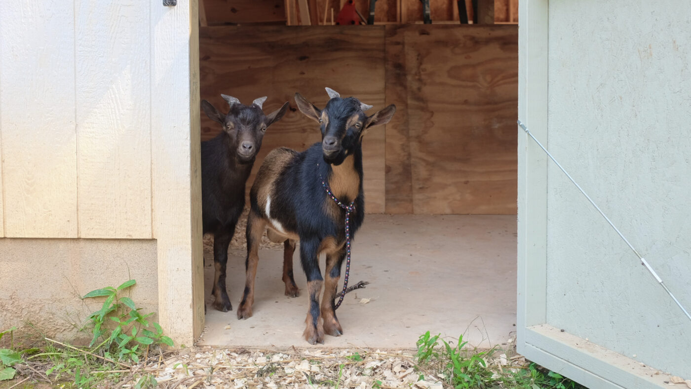 two goats looking out of a garage in northern, va